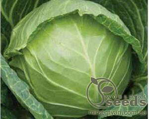 Капуста білокачанна ультраранна Мірор F1 2500 насінин. Syngenta Капуста білокачанна ультраранна Мірор F1 2500 насінин. Syngenta