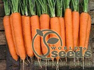 Морква "Елеганза" F1 (1,4-1,6) 100000 с. Нунемс (Nunhems)