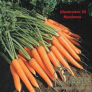 Морква "Шугаснекс 54" F1 (1,6-1,8 мм) 100 000 с. Нунемс (Nunhems)
