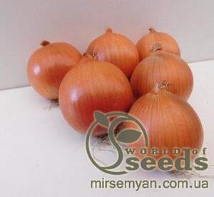 Насіння цибулі 