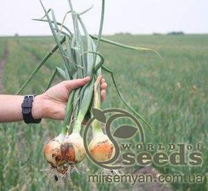 Насіння цибулі 