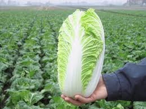 Капуста пекінська "Еміко" F1 10000 с. Бейо (Bejo) Капуста пекінська "Еміко" F1 10000 с. Бейо (Bejo)