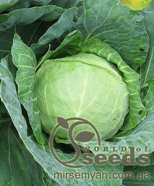 Капуста білокачанна Мегатон F1 - 2500 насінин (Bejo Zaden) Капуста білокачанна Мегатон F1 - 2500 насінин (Bejo Zaden)