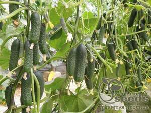 Огірок "Северін" F1 - 500 насінин (Enza Zaden)