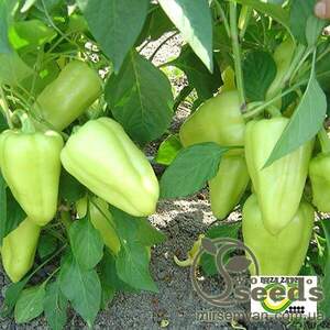 Перець "Лотта" F1 - 500 насінин (Enza Zaden) Перець "Лотта" F1 - 500 насінин (Enza Zaden)