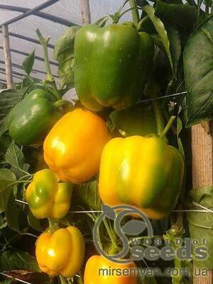 Перець "Абей" F1 - 500 насінин (Enza Zaden) Перець "Абей" F1 - 500 насінин (Enza Zaden)