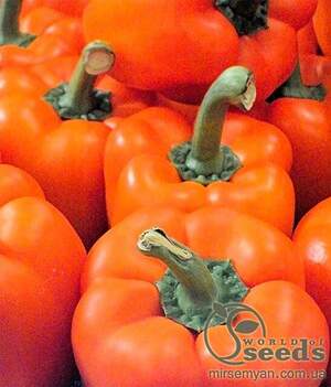 Перець "Магно" F1 - 500 насінин (Enza Zaden)