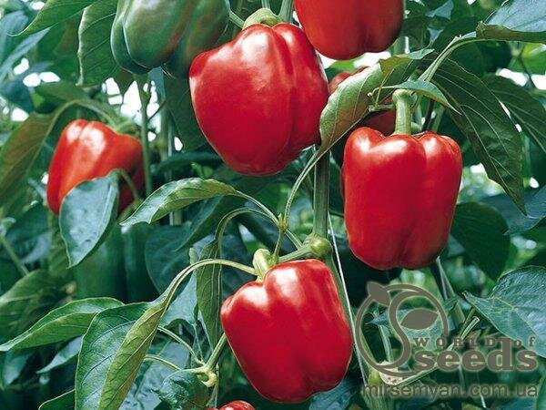 Перець "Прокрафт" F1 - 500 насінин (Enza Zaden) Перець "Прокрафт" F1 - 500 насінин (Enza Zaden)