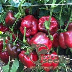 Перець Перець