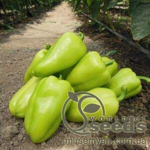 Перець "Амаретта" F1 - 500 насінин (Enza Zaden) Перець "Амаретта" F1 - 500 насінин (Enza Zaden)