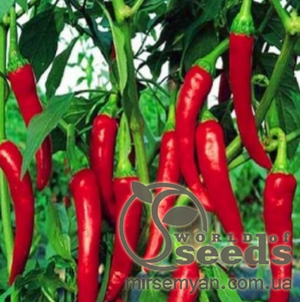 Перець "Шакіра" F1 - 500 насінин (Enza Zaden) Перець "Шакіра" F1 - 500 насінин (Enza Zaden)