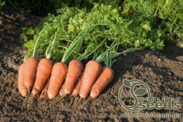 Морква "Купар" F1 (2,2-2,4 мм) 100 000 семена Бейо (Bejo) Морква "Купар" F1 (2,2-2,4 мм) 100 000 семена Бейо (Bejo)
