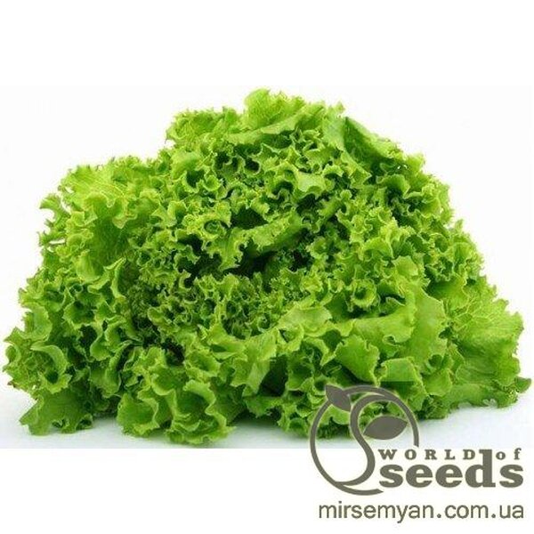 Салат "Перл Джем" - 5 г. (Enza Zaden) Салат "Перл Джем" - 5 г. (Enza Zaden)