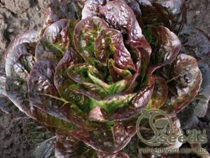 Салат "Овіред" - 5000 насінин (Enza Zaden) Салат "Овіред" - 5000 насінин (Enza Zaden)