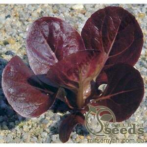 Салат "Мунред" - 5000 насінин (Enza Zaden) Салат "Мунред" - 5000 насінин (Enza Zaden)