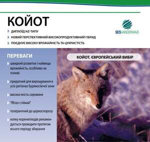 Насіння буряка цукрового "Койот" SESVANDERHAVE (драже) Насіння буряка цукрового "Койот" SESVANDERHAVE (драже)
