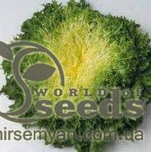 Салат "Парманс" - 5000 насінин (Enza Zaden)