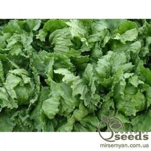 Салат Салат