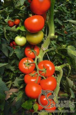 Томат Томат