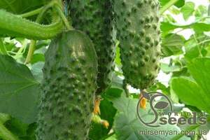 Огірок "Арістан" F1 250 с. Бейо (Bejo) Огірок "Арістан" F1 250 с. Бейо (Bejo)