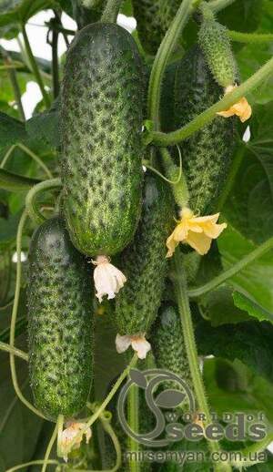 Огірок "Амарок" F1 250 нас. Бейо (Bejo) Огірок "Амарок" F1 250 нас. Бейо (Bejo)