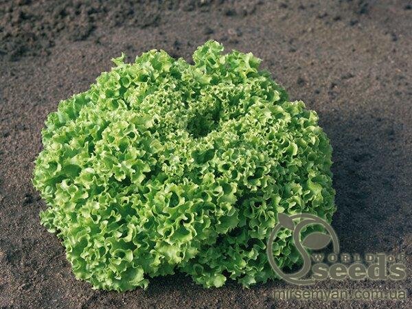 Салат Салат