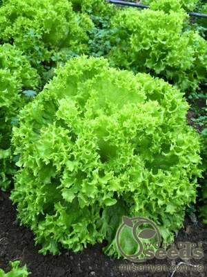 Салат "Дабі" - 5000 насінин (Enza Zaden)