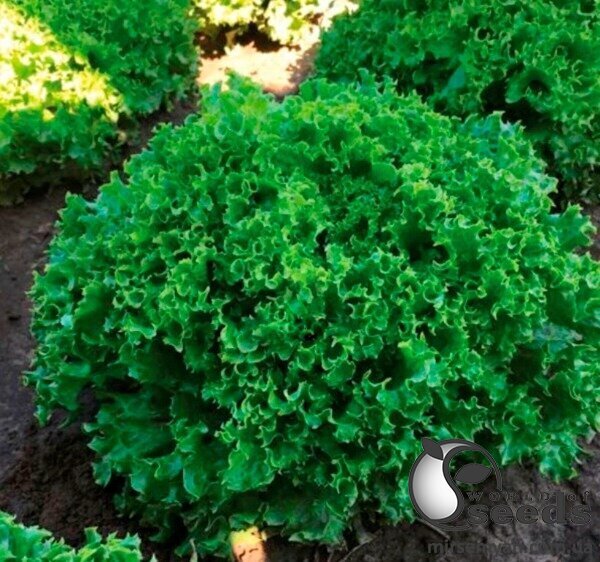 Салат Вілі 5000 насінин (Enza Zaden) Салат Вілі 5000 насінин (Enza Zaden)