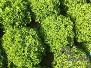 Салат Вілі 5000 насінин (Enza Zaden) Салат Вілі 5000 насінин (Enza Zaden)