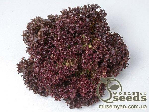 Салат "Туска" - 5000 насінин (Enza Zaden) Салат "Туска" - 5000 насінин (Enza Zaden)