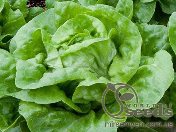 Салат "Ферлі F1" - 5000 насінин (Enza Zaden) Салат "Ферлі F1" - 5000 насінин (Enza Zaden)