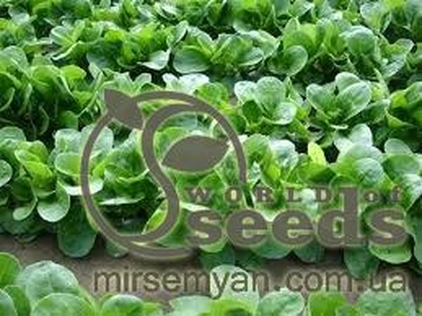 Салат "Акцент F1" - 100000 насінин (Enza Zaden) Салат "Акцент F1" - 100000 насінин (Enza Zaden)