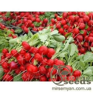 Редис "Хелена" F1 250гр. (Enza Zaden / Енза Заден)