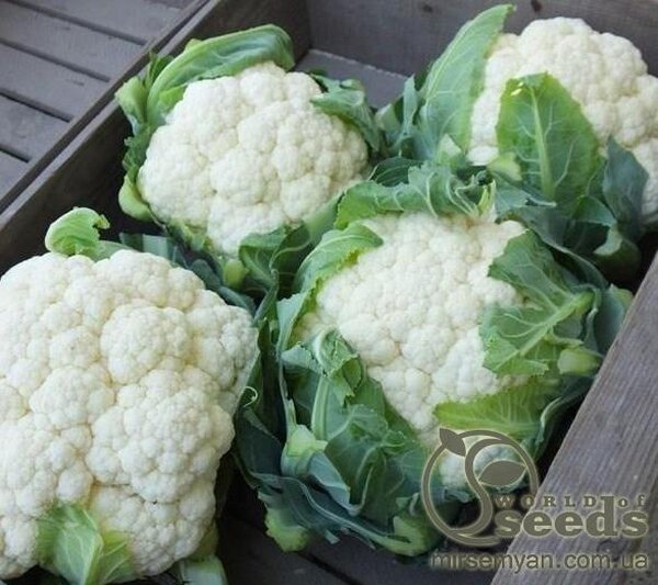 Капуста цвітна Капуста цвітна