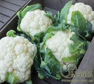 Капуста цвітна "Новарія" F1 - 2500 насінин (Enza Zaden) Капуста цвітна "Новарія" F1 - 2500 насінин (Enza Zaden)