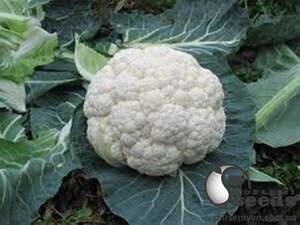 Капуста цвітна "Кренік" F1 - 2500 насінин (Enza Zaden)