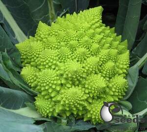 Капуста цвітна "Вердоне" F1 - 2500 насінин (Enza Zaden)