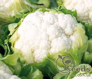 Капуста цвітна "Сінержі" F1 - 2500 насінин (Enza Zaden)