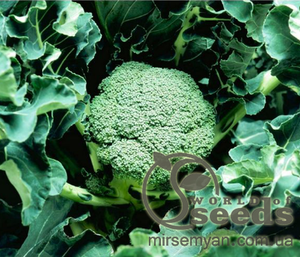 Капуста броколі "Карато" F1 - 2500 насінин (Enza Zaden)