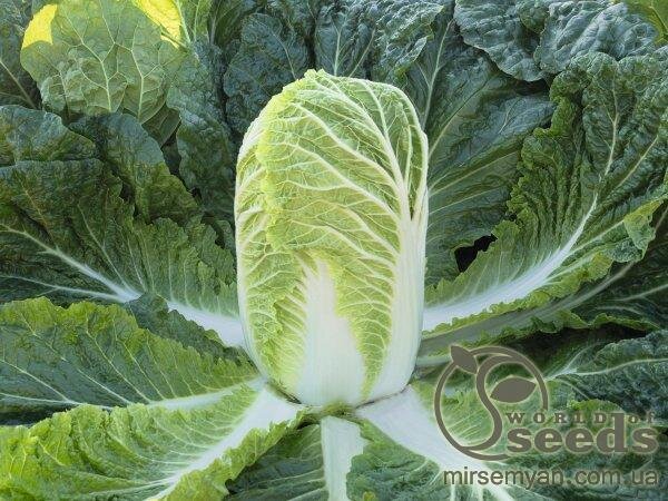 Капуста пекінська "Базуко" F1 2500 с. Бейо (Bejo) Капуста пекінська "Базуко" F1 2500 с. Бейо (Bejo)