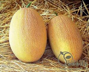 Диня "Оксана" F1 - 500 насінин (Enza Zaden)