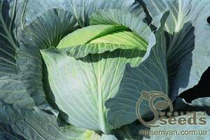 Капуста білокачанна Капуста білокачанна