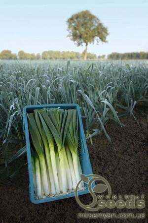 Цибуля порей "Форрест" F1 10000 с. Бейо (Bejo) Цибуля порей "Форрест" F1 10000 с. Бейо (Bejo)