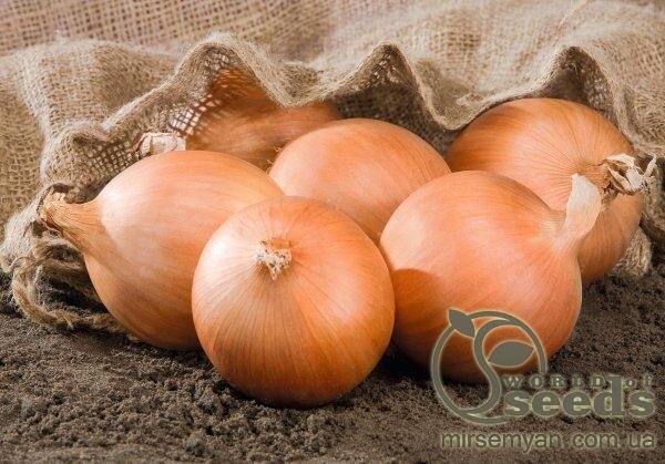 Цибуля  Цибуля