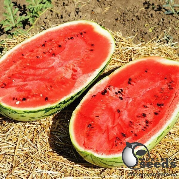 Кавун  Кавун