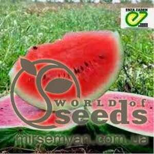 Кавун "Реденза" F1 - 500 насінин (Enza Zaden)