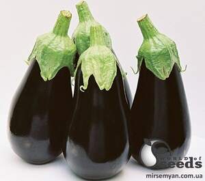 Баклажан "Блек Перл" F1 - 500 насінин. (Enza Zaden)