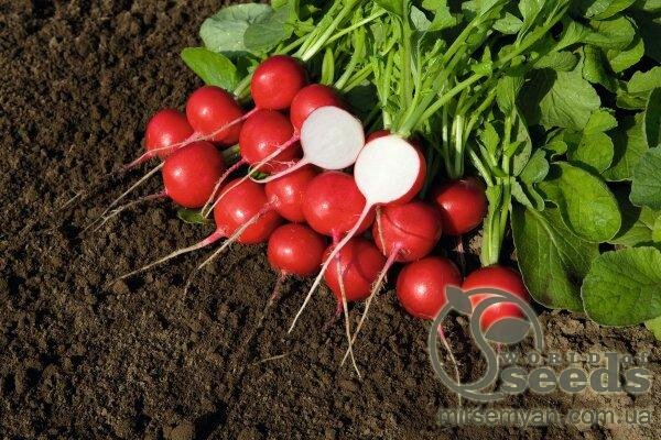 Редис "Ровер" 5000 (2,5-2,75) Бейо, (Bejo) Редис "Ровер" 5000 (2,5-2,75) Бейо, (Bejo)