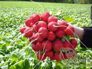 Редис "Розетта/Rosetta" F1 2,75-3,00 мм, 50 000 семена Бейо (Bejo)