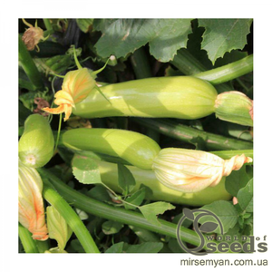 Насіння кабачка "Аделія" F1 500 насінин (Enza Zaden / Енза Заден)